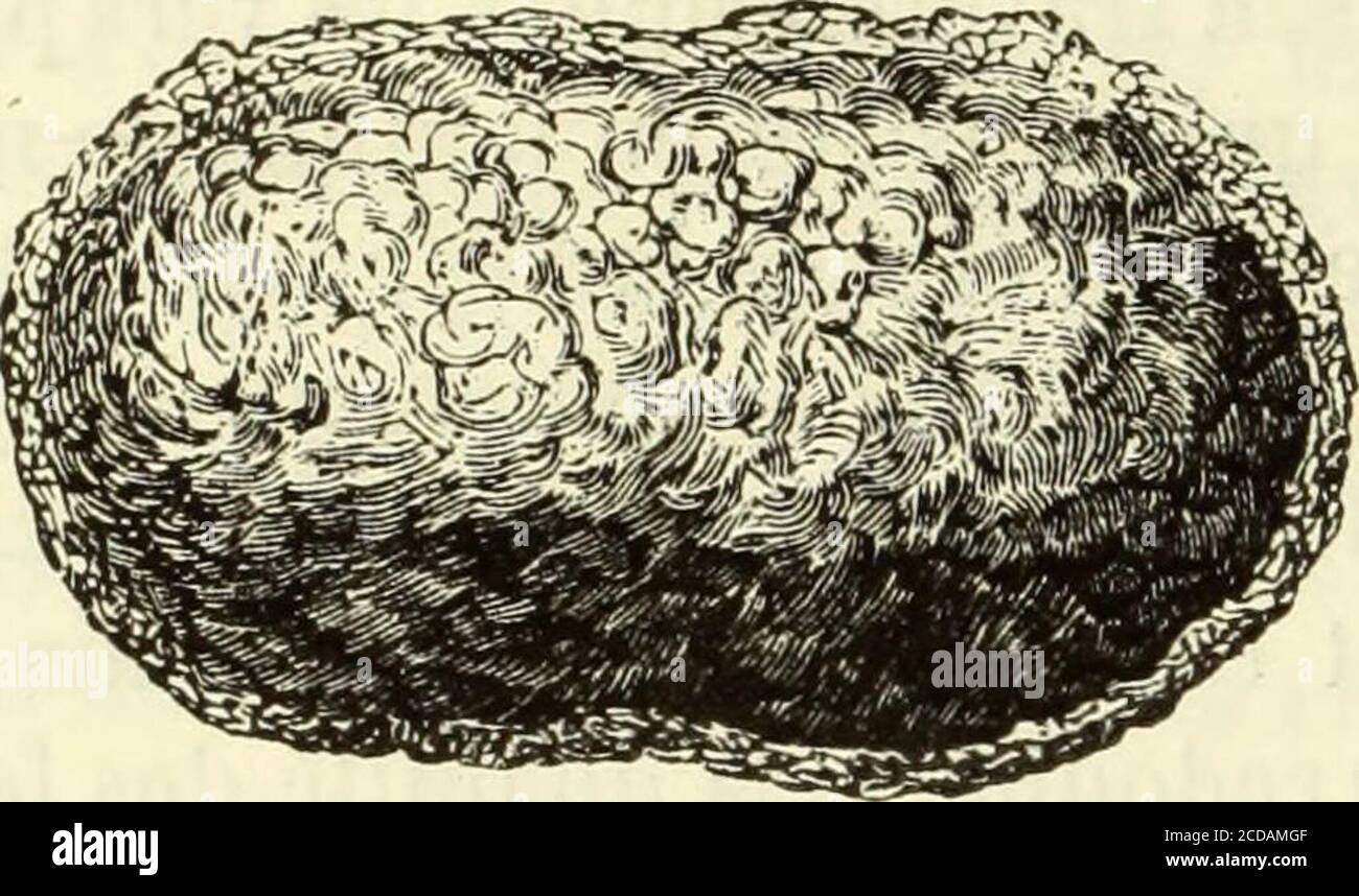 . Histoire naturelle des drogues simples : ou Cours d'histoire naturelle professé a l'École supérieure de pharmacie de Paris . depuis la naissance jusquà la première mue, dure ordinairement 5 jours; lesecond âge, de la première mue à la seconde, dure 4 jours ; le troisième âge,* jours ; le quatrième âge, 7 jours; le cinquième et dernier âge, 9 à 11 jours.Cette durée peut être abrégée ou retardée par des circonstures dépendantesde la température, de la nourriture et dautres causes. (2) La Figur 933 représente le ver à soie parvenu à son cinquième âge. 238 LES INSECTES. Elliptique plus ou moin Stockfoto