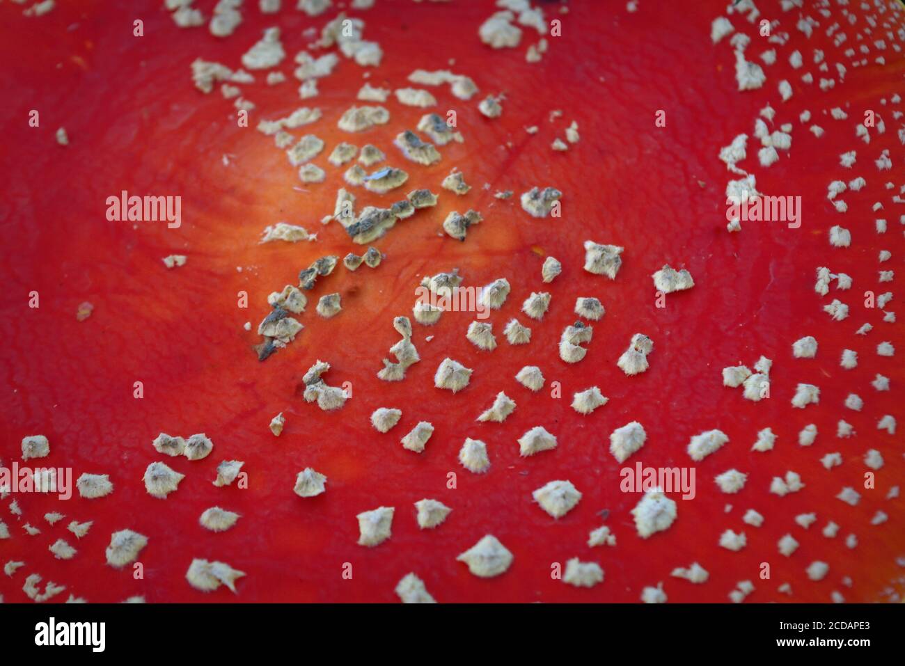 Nahaufnahme des roten Hutes des wilden giftigen Amanita Pilzes. Stockfoto