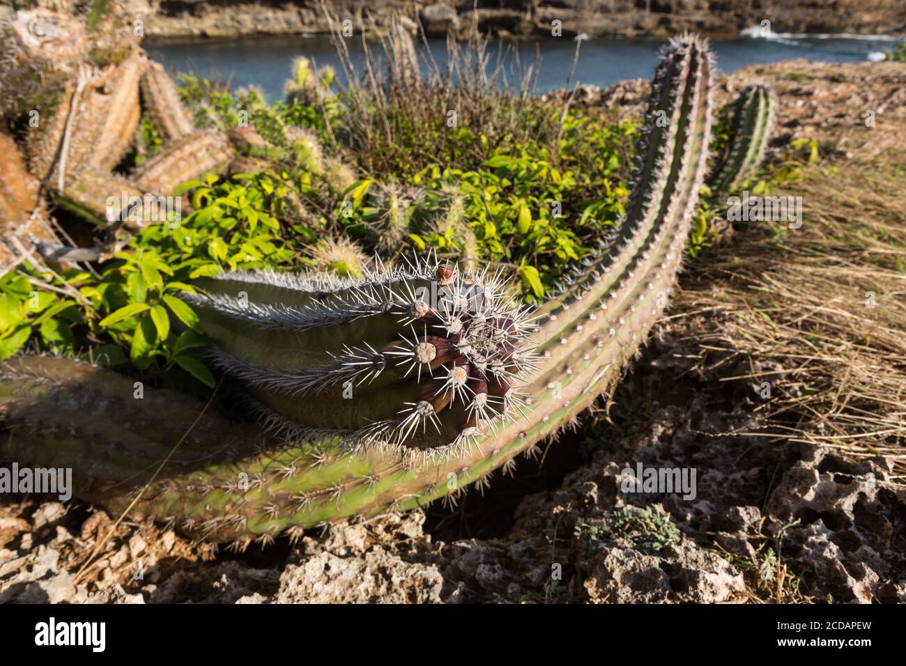 Eine der Hauptpflanzen im trockenen, xerischen Klima von Curacao ist Kaktus. Gezeigt ist ein Kolumnist Mexican Organ Pipe Cactus, Stenocereus griseus, mit ihm Stockfoto
