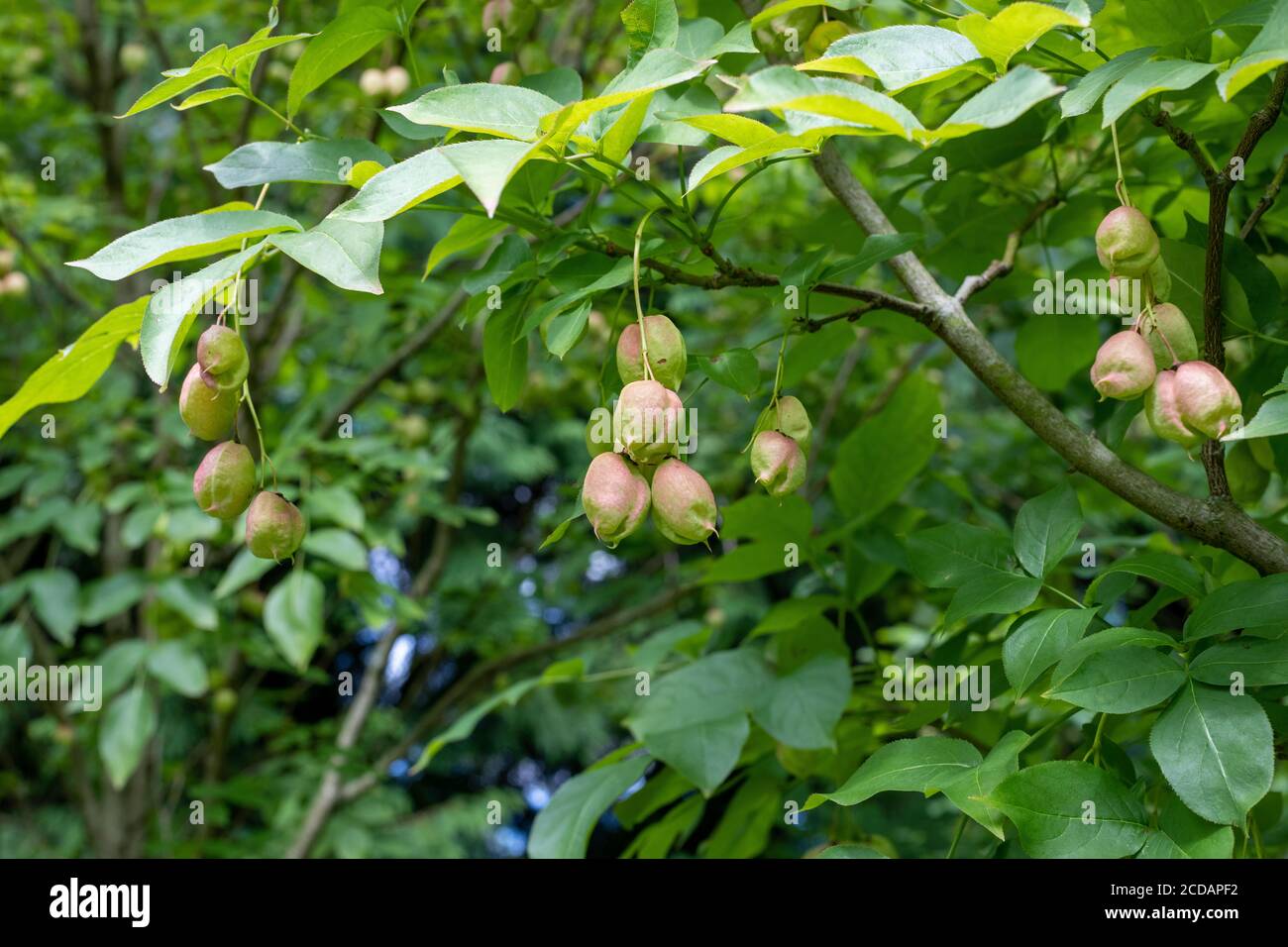 Nahaufnahme von Früchten auf einer Blasenmutter (Staphylea pinnata) Baum Stockfoto