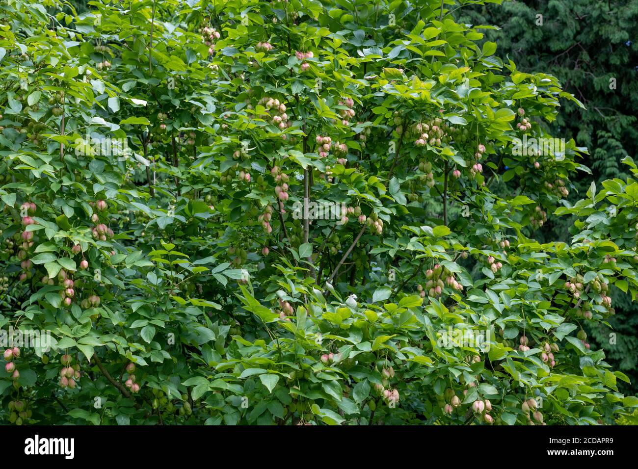 Nahaufnahme von Früchten auf einer Blasenmutter (Staphylea pinnata) Baum Stockfoto
