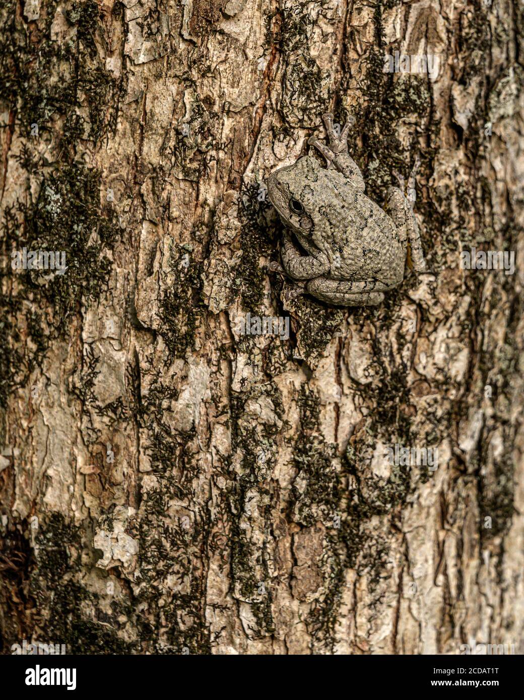 Amerikanischer Baumfrosch Stockfoto