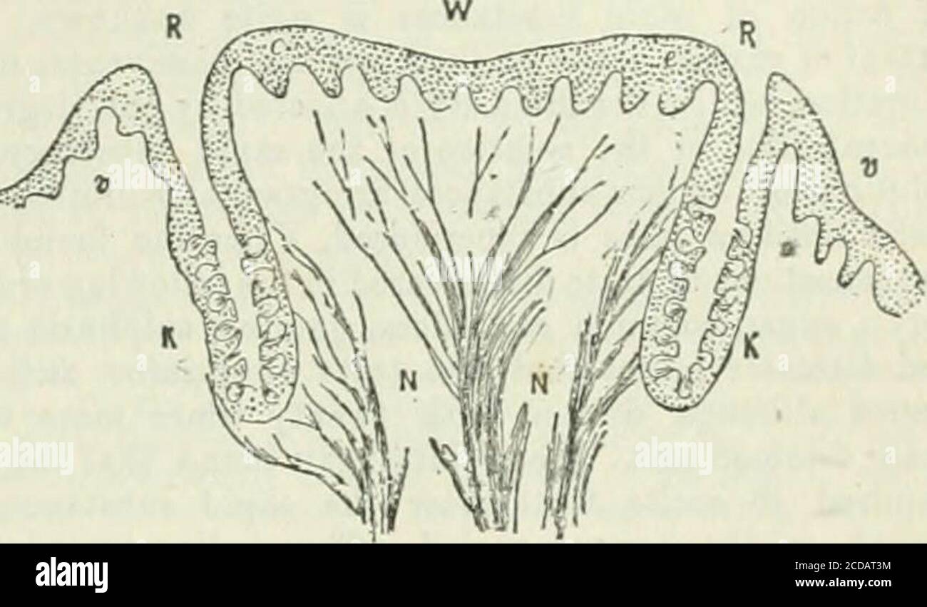 . Die Encyclopaedia Britannica; Ein Wörterbuch der Künste