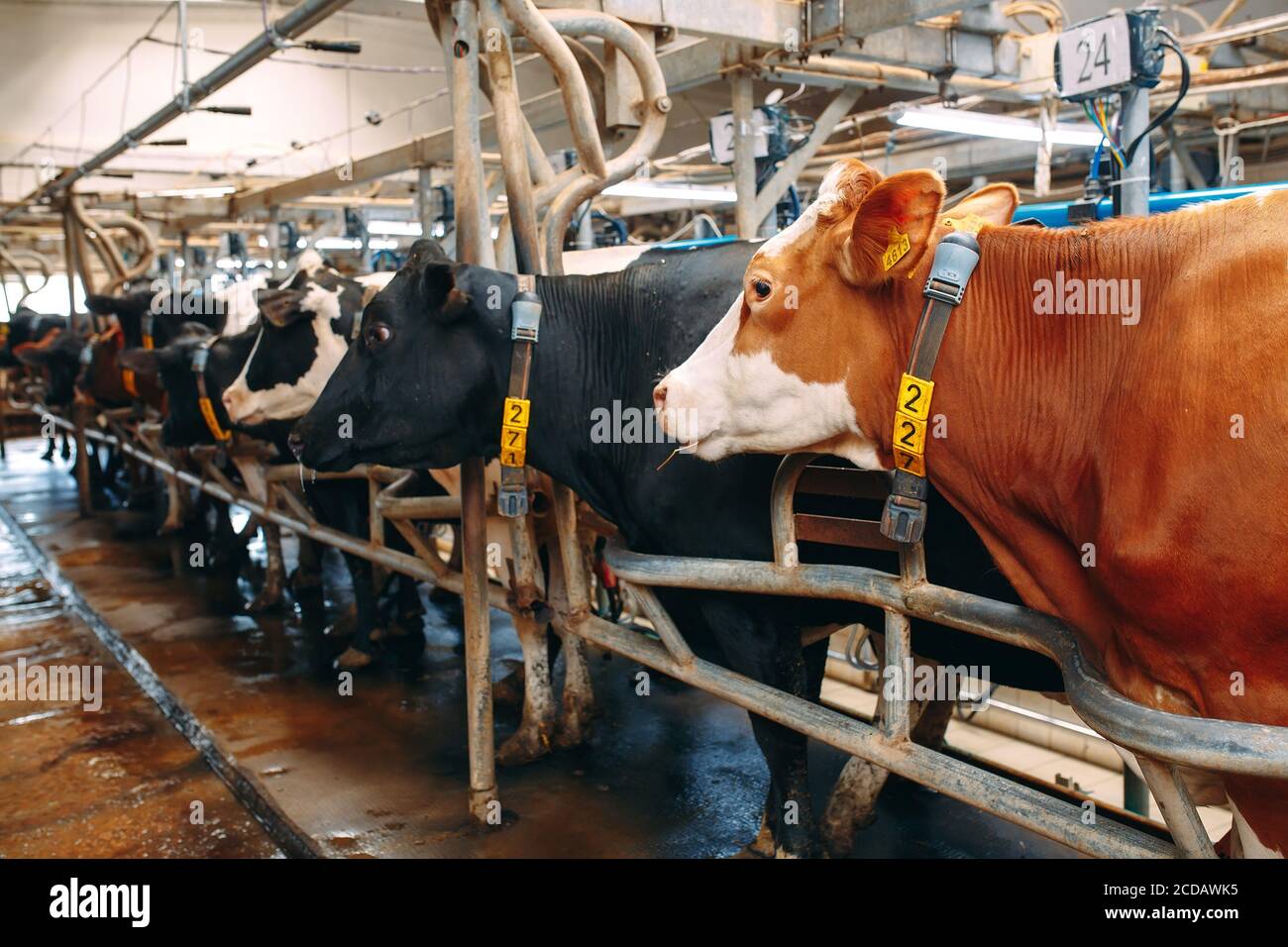 Kühe auf dem Bauernhof. Kühe, die im Stall Heu fressen. Stockfoto