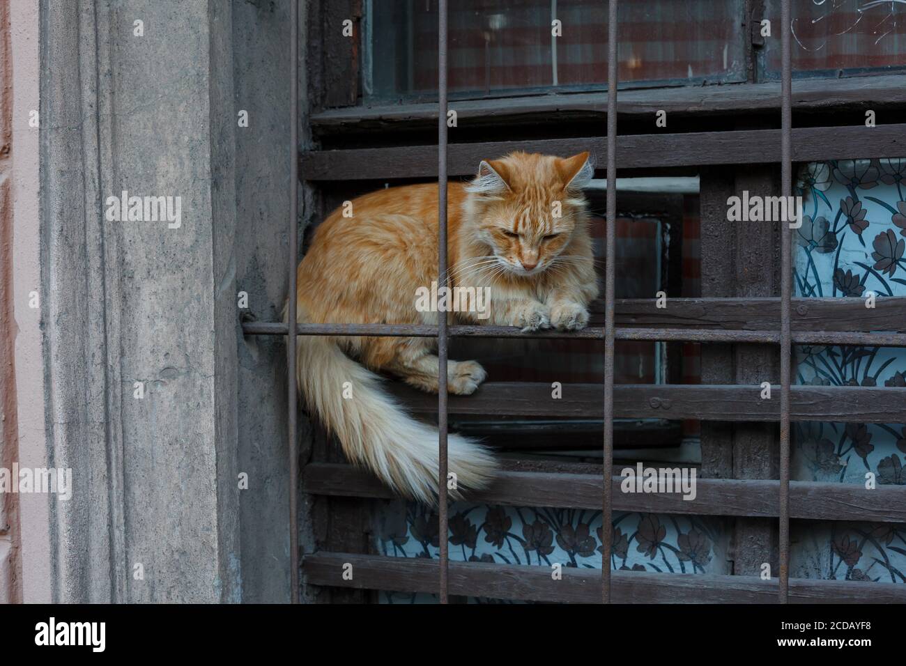Traurige flauschige rote Katze hinter dem Käfig in einem Fenster Eines Schutzheims Stockfoto
