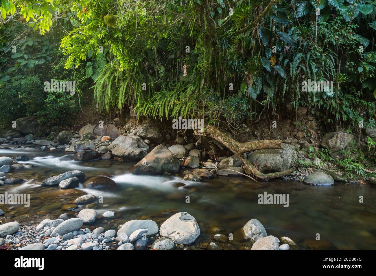 Ein Dschungelbach im Nationalpark Guadeloupe auf der Insel Basse-Terre, Guadeloupe. Ein UNESCO-Weltbiosphärenreservat. Stockfoto