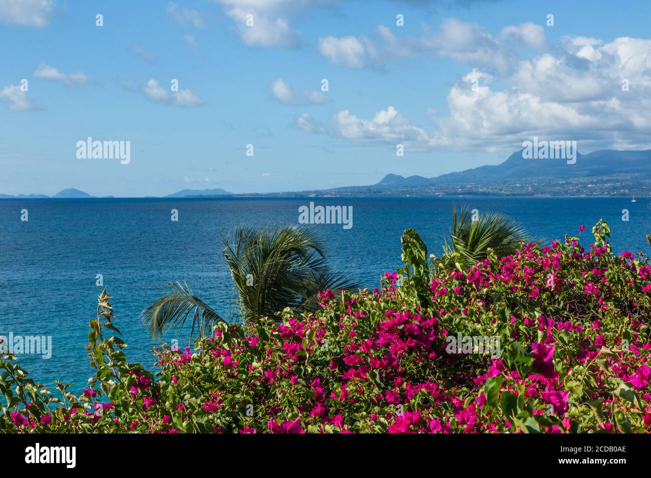 Die Berge der Insel Basse-Terre in Wolken über Bougainvillea in Blüte in Rawa-ruska im Vorort Pointe-a-Pitre Grande-Terre in Guadalajara Stockfoto