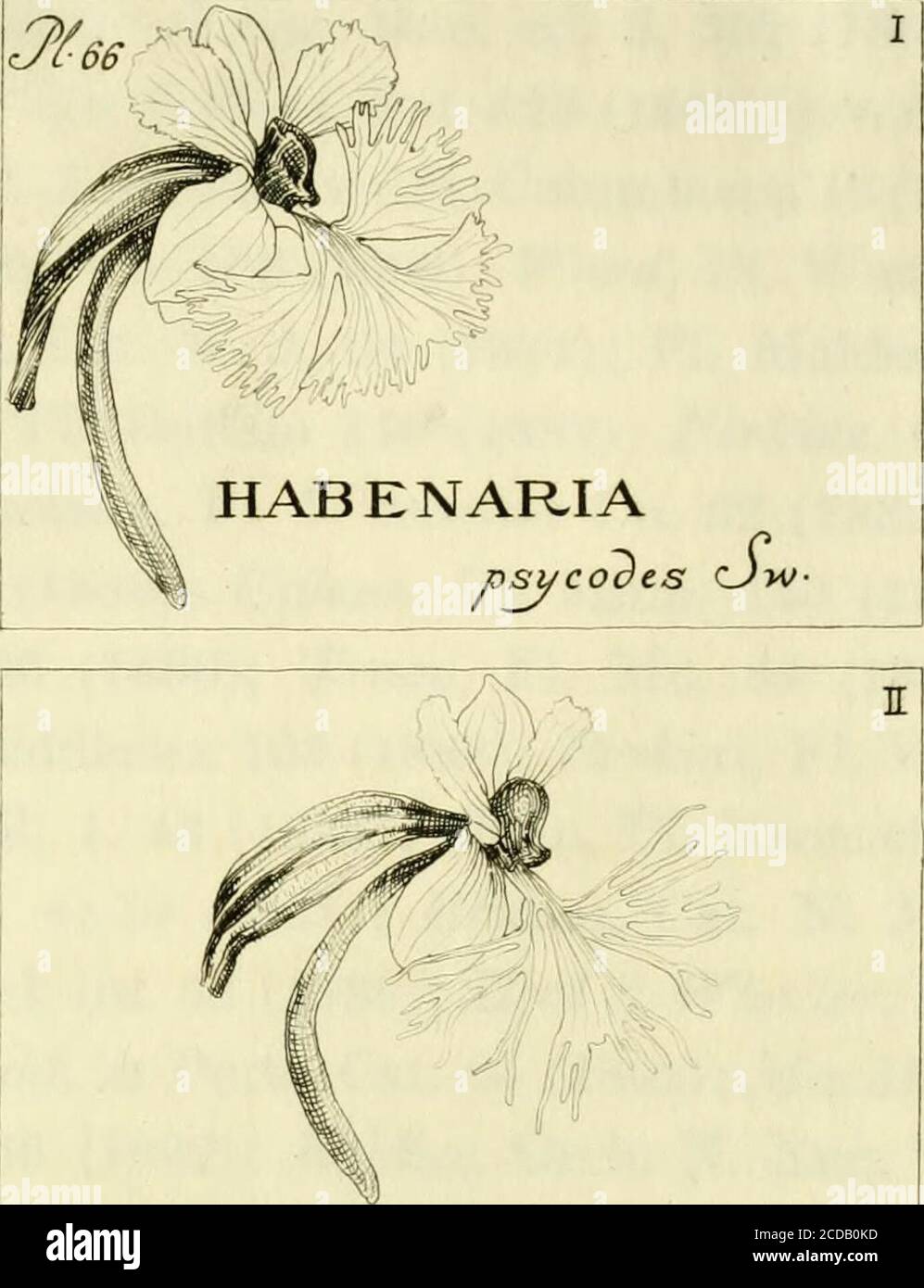 . Orchidaceae: Illustrationen und Studien der Familie Orchidaceae . ly-August, Chapmaji (Biltmore Dist. Nr. 4966 b) (2, 3, 4, 5).See Co.: In der Nähe von Eustis, 16.-25,1894. August, Nash (Nr. 1700) (2, 3,4,10).Orange Co.: Swamps, 19. August 1902, A. Fredholm (Nr. (3) (5497). ALABAMA, Winston County1866, T. M. Peters (16). Tuscaloosa Co.: Tuscaloosa, Dr. E. A. Smith (12).Butler Co.: Swamps, Greenville, August 11,1900 (Biltmore Nr. 4966d) (5).Mobile Co.: Mobile, C. Mohr (12). – Biloxi, 6. September 1900, F. E.Lloyd SF S. M. Tracy (Nr. (1) (315). MISSISSIPPI, Jackson County Ocean Springs, 30. August 1889, Stockfoto