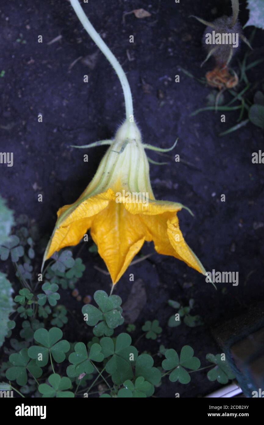 Bio Hinterhof städtischen Garten einer schönen hellen orange Squash Gemüse Blume. Stockfoto