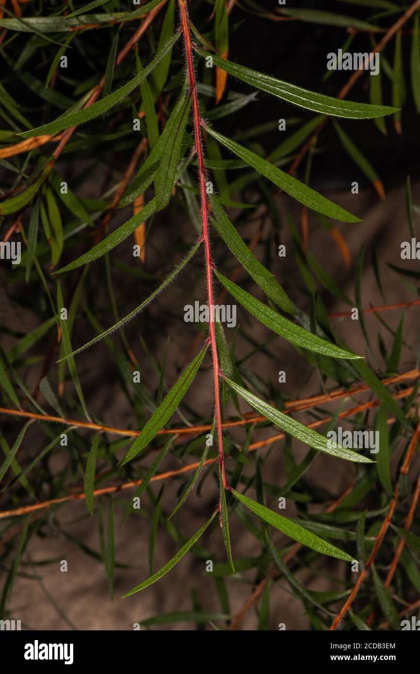 Blätter der Bodenbürste (Callistemon supulatus) Stockfoto