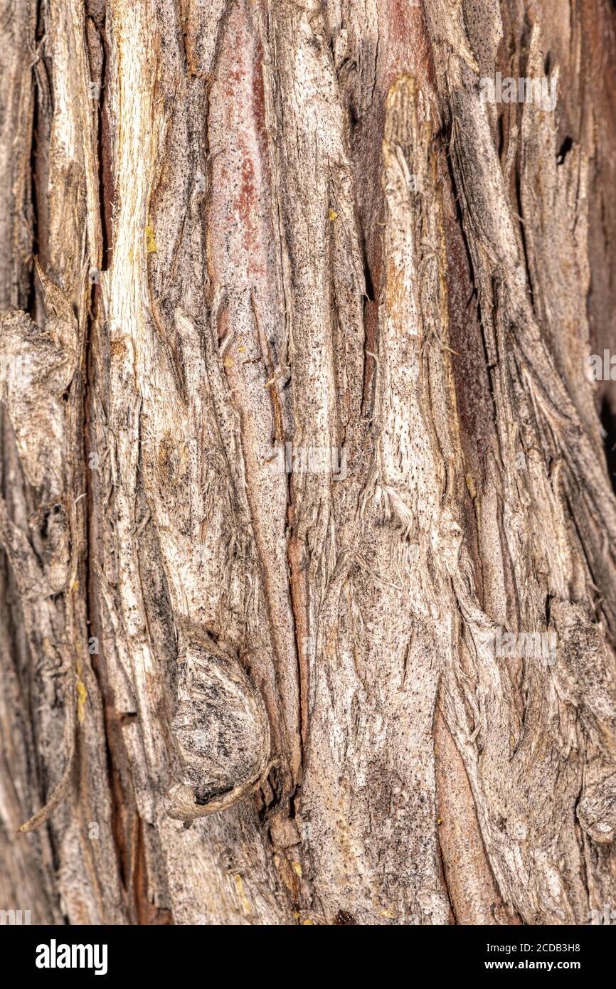 Barke of Monterey Cypress (Cupressus macrocarpa) Stockfoto