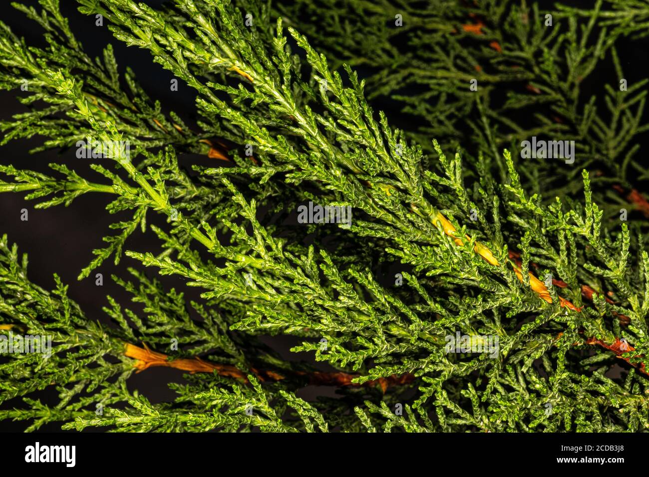 Blätter der Monterey-Zypresse (Cupressus macrocarpa) Stockfoto