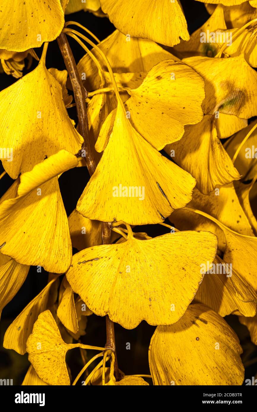 Seneszierende Blätter des Maidenhair-Baumes (Ginkgo biloba) Stockfoto