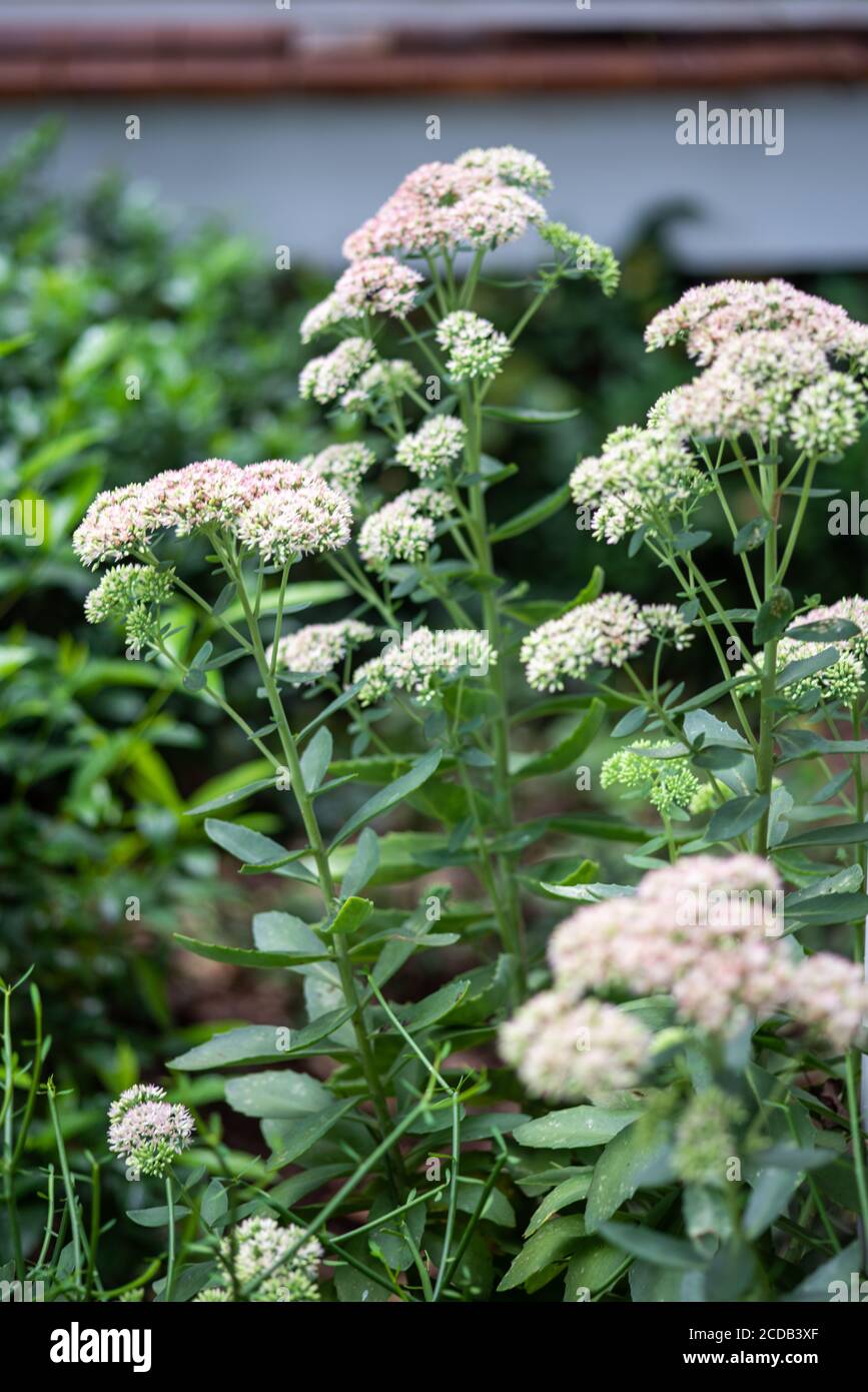 Geschmorte Rhabarber Mountain Sedum in Blüte im Sommer. Stockfoto