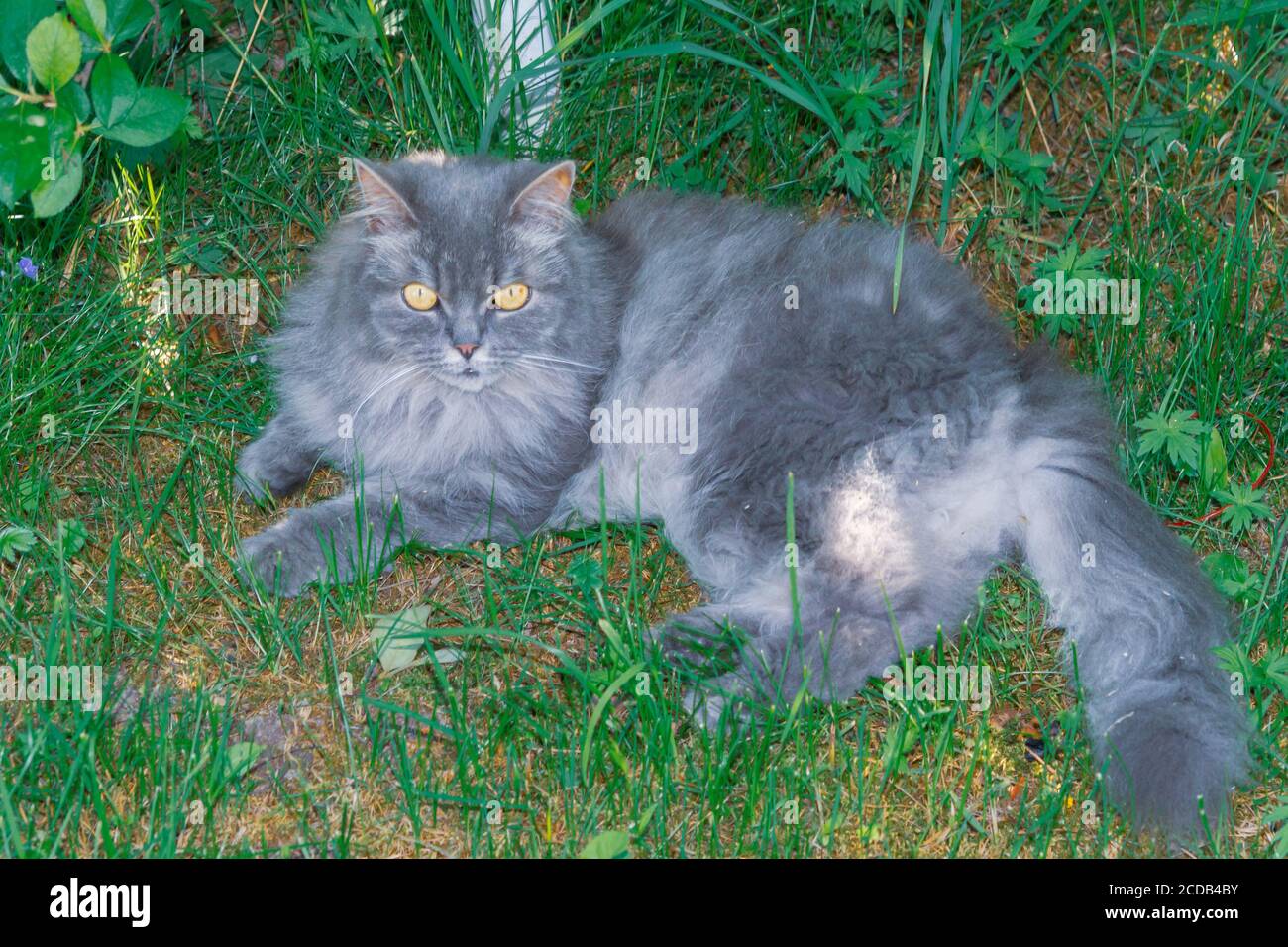 Eine graue flauschige Katze liegt im Sommer unter einem grünen Busch auf dem Gras Stockfoto