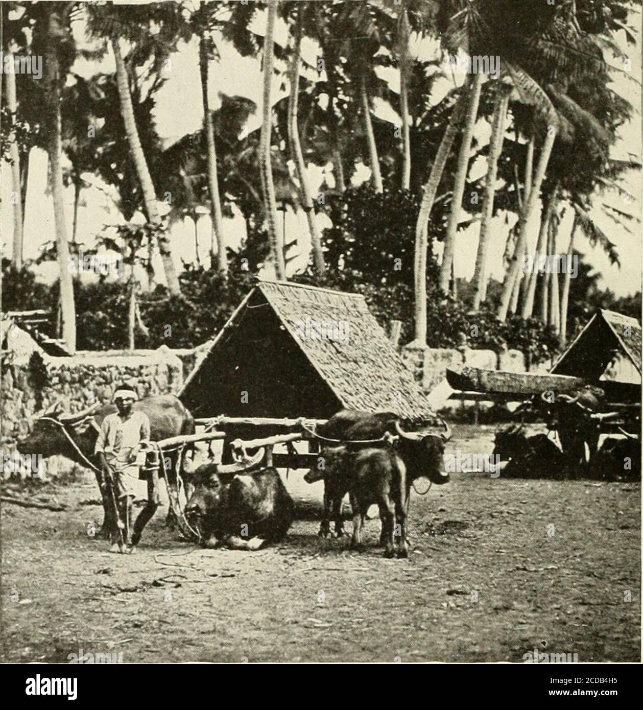 . Die Philippinischen Inseln . , im Haus, Geschirr, Wagen, Wagen, Maschinen, oder Paket; in der Stadt Straße, auf dem Land, auf dem Berg, in der Wildnis. Der dickste bejuco wird für verwendet. NATIVES TK WSliiKl 1(, IJMIiKK to TIIK CDA^T. Flöße und Kabel, und, in Verbindung mit Bambus, für die Anschaffung von Hängebrücken. Und die zarten Fasern sind Intocloth gewebt, und sogar zu Hüten und Zigarrenhüllen gemacht. Nützliche Wälder und Pflanzen. 253 VERWENDUNG:FRL COCOANUT HANDFLÄCHE. Kokoanut-Plantagen Bogen unter den sichsten Quellen von revenuein die Philippinen. Die Früchte sind in allen Märkten der Welt gefragt – wie Stockfoto