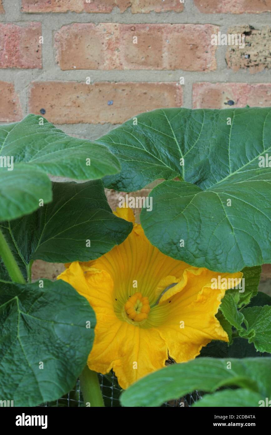 Bio Hinterhof städtischen Garten einer riesigen leuchtend orange Kürbisblume. Stockfoto