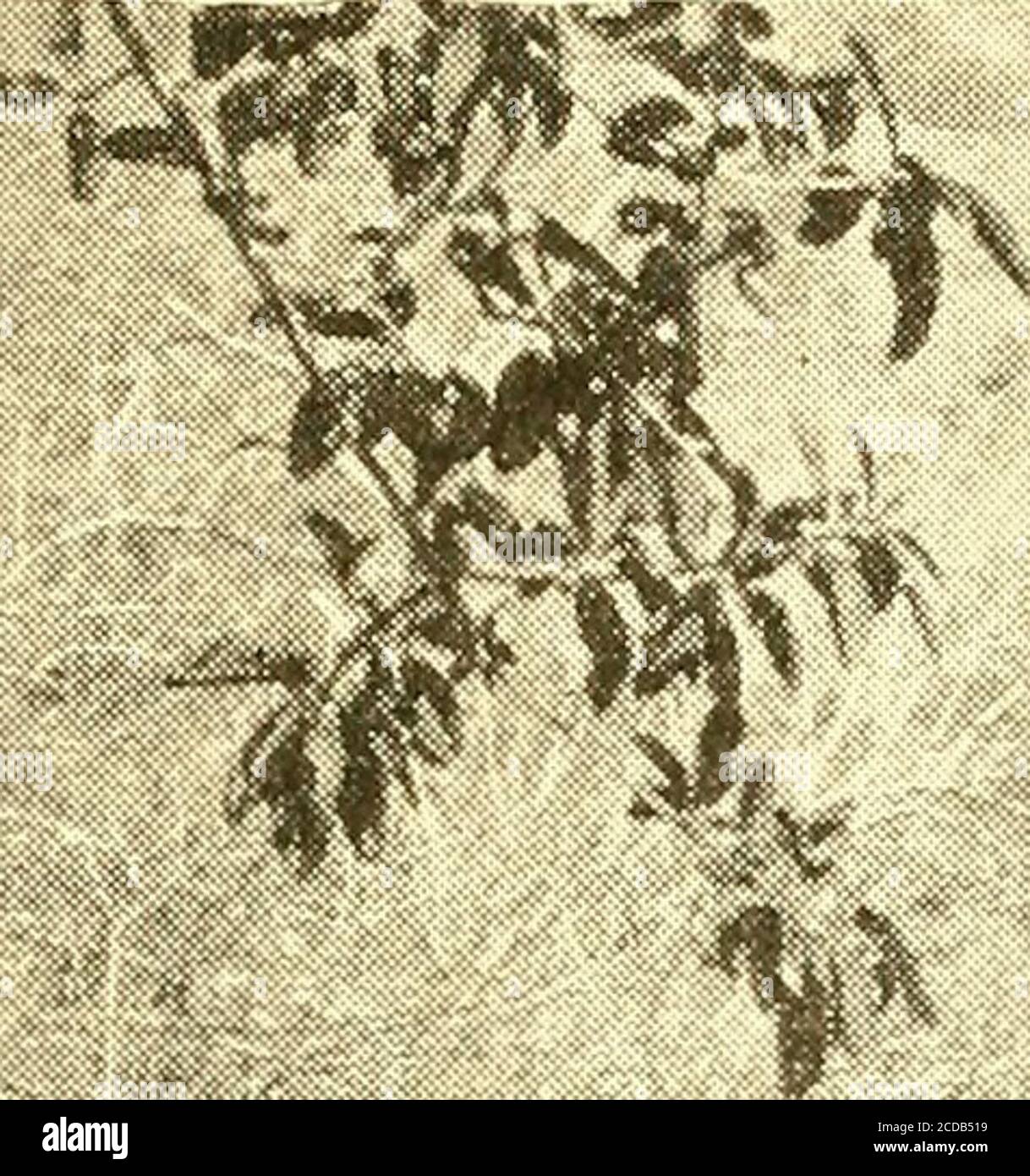 . Ein Blick auf das alte Mexiko; wobei die Beobachtungen und Reflexionen eines tenderfoot Editor während einer Reise in das Land von Montezuma . und machen gute Gemeinschaft unmöglich. Sie beziehen ein Lagerfeuer in der Wildnis zu Quartieren in einem Palast, einen Jagdanzug zu einem Schwalbenschwanz, ein Maultier zu einem speziellen Auto und einen Burschen in irgendwelcher Art von Kleidung, der mich ehrlich zu einem der tailormade Pinheads treffen wird, die die exklusivsten Kreise befallen. Deshalb, während der letzten sechs Wochen, Ich habe ganz in meinem Element gewesen, havesaid und getan genau das, was ich zufrieden und kümmerte nie einen Rap, was jemand daran dachte. Es ist ha Stockfoto