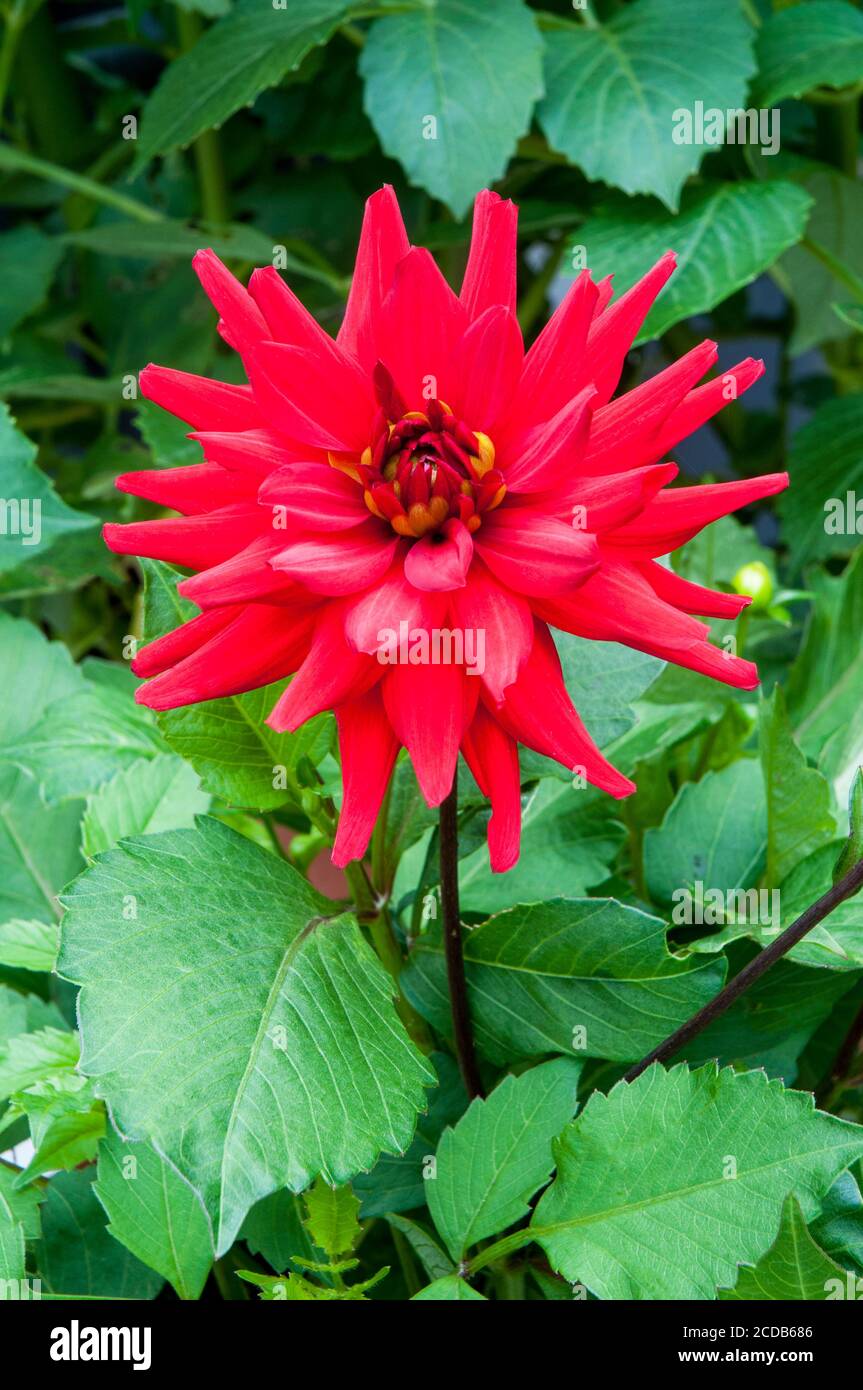 Ein Semi-Kaktus Dahlia Red Pygmy mit brechender Knospe in Nahaufnahme. Eine tuberöse Pflanze, die eine sommerblühende Laub- und halbwinterharte Staude ist Stockfoto