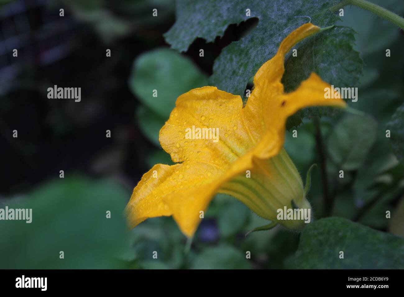 Bio Hinterhof städtischen Garten einer schönen hellen orange Squash Gemüse Blume. Stockfoto