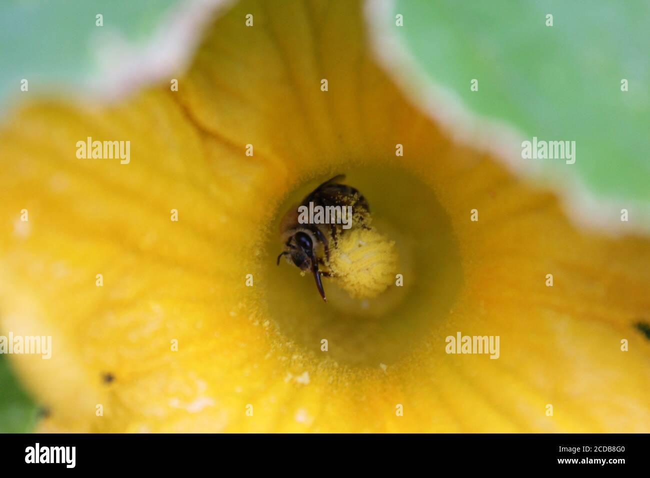 Bio Hinterhof städtischen Gartenarbeit eines gemeinsamen Garten Biene bestäuben eine riesige orange Kürbisblume. Stockfoto