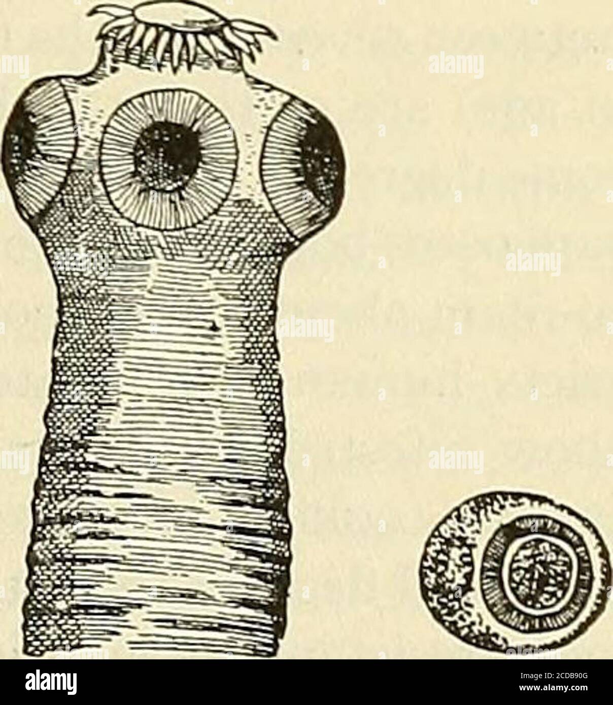 . Die Praxis der Medizin; ein Lehrbuch für Praktiker und Studenten, mit besonderem Bezug auf Diagnose und Behandlung . (Und selten im Menschen), htiman Wesen „ ,, , ? . , . / . f Abb. 55. - Kopf und Hals, erhalten die mtestmal Parasiten praktisch ausschließlich und Ovum X300, von Imnia aus Essen unsachgemäß gekochtes Schweinefleisch mit Sohum. Enibryophore sur-. ^ rundbv viteUus. {Gould, der Cysticerci. Die encysted Larve, bekannt als ajter Leuckart.) cysticercus celluloscB, ist im Allgemeinen, wenn gefunden in Schweinefleisch in großen Zahlen, häufig in den Muskeln andespecially in denen der Schulter, des Halses, zu Stockfoto