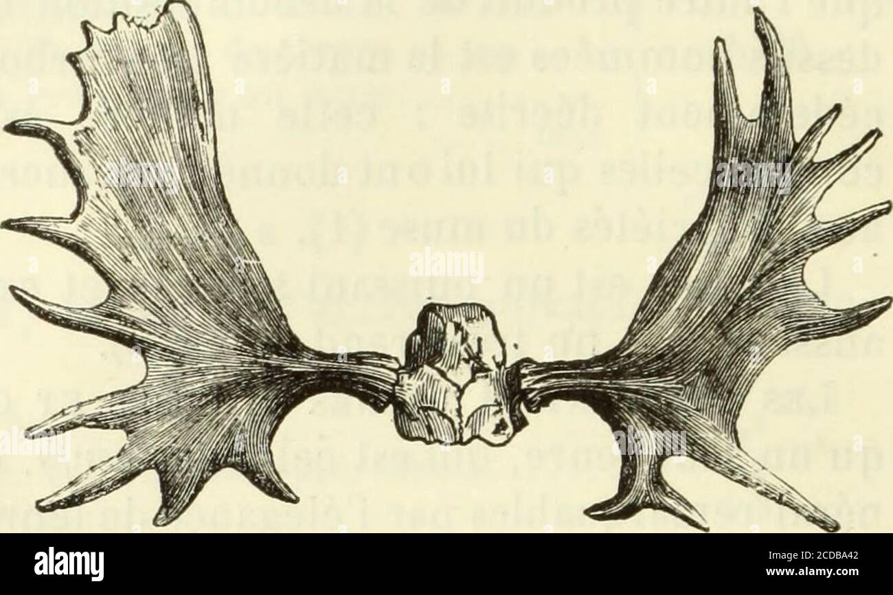 . Histoire naturelle des drogues simples : ou Cours d'histoire naturelle professé a l'École supérieure de pharmacie de Paris . vingt-quatreheures les vaisseaux qui répandaient le sang sont fermées, unemince pellicule recouvre toute la plaie, et la production dunnouveau bois commence imédiatement. CE nouveau bois ac-quiert généralement de plus grandes dimensions que celui au-quel il succède, et le nombre des branches est aussi plus consi-dérable ; Mais sa durée Nest pas plus grande, et il se renouvelletoujours chaque année. On peut diviser les cerfs en deux tribus, suivant que les Divisions d Stockfoto