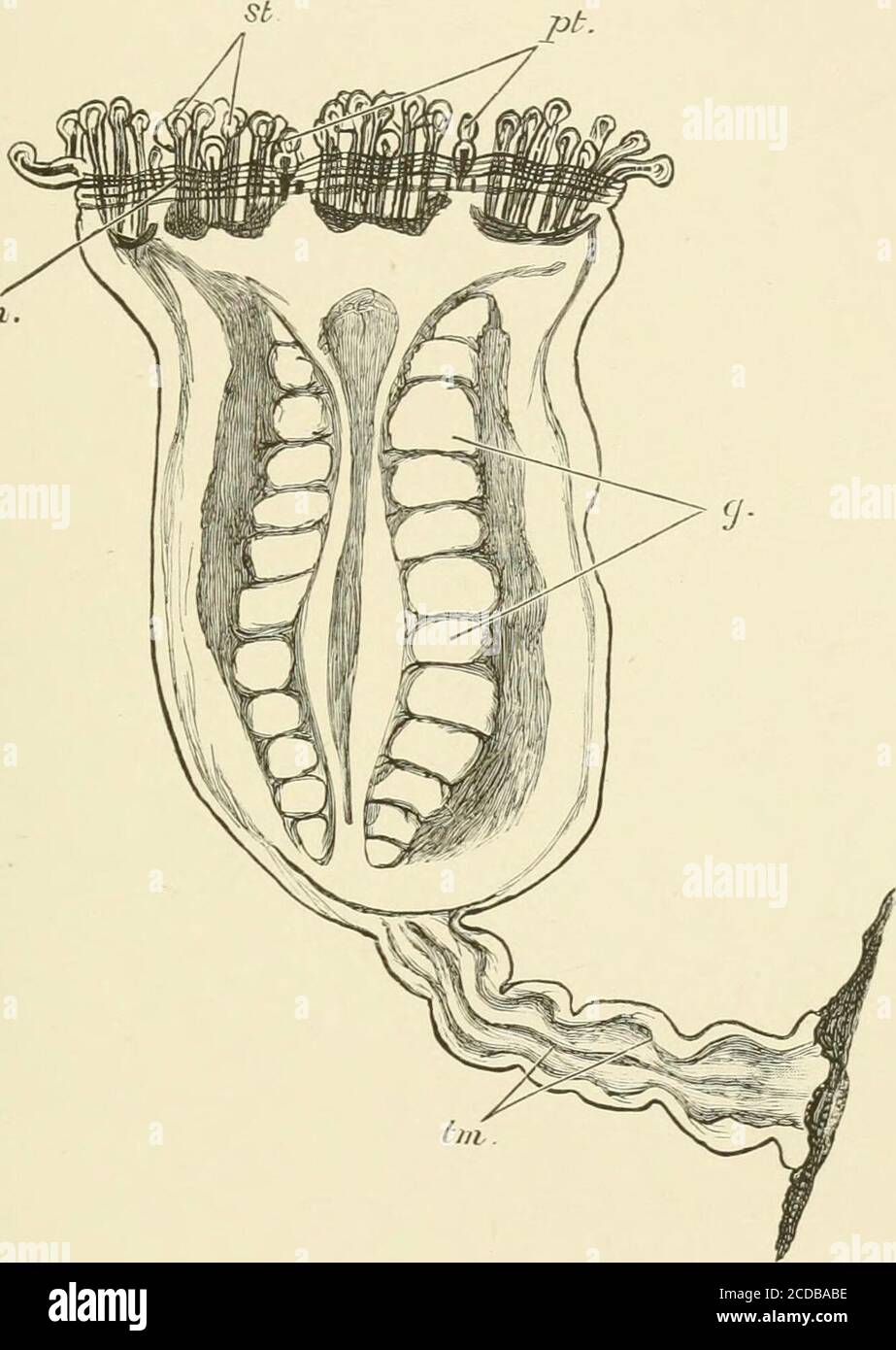 . Die Annalen und Zeitschrift der Naturgeschichte : Zoologie, Botanik und Geologie . J.Green, Dellith. mm.tei-n.Br05 .imp • Ann. % Mag. Nat. Hist. S. 7- Vol. XIII PL V.. DEPASTRUM CYATHIFORME, Gosse. XI>. pt. Primäre Tentakeln.st. Sekundär „cm. Kreismuskel. tm. Muskeln von Taeniolen.g. Gonaden. DIE ANNALEN UND DAS MAGAZIN VON NATURAL HISTOBY. [SIEBTE SERIE] Nein 74. FEBRUAR 1904. IX. – Notizen zu Mantidse in der Sammlung des BritishMuseums [Naturgeschichte), South Kensington, mit Beschreibung neuer Arten. Von W. F. Kire-y, F.L.S., F.E.S. Die unbeschriebene Art von Mantidse im National Stockfoto