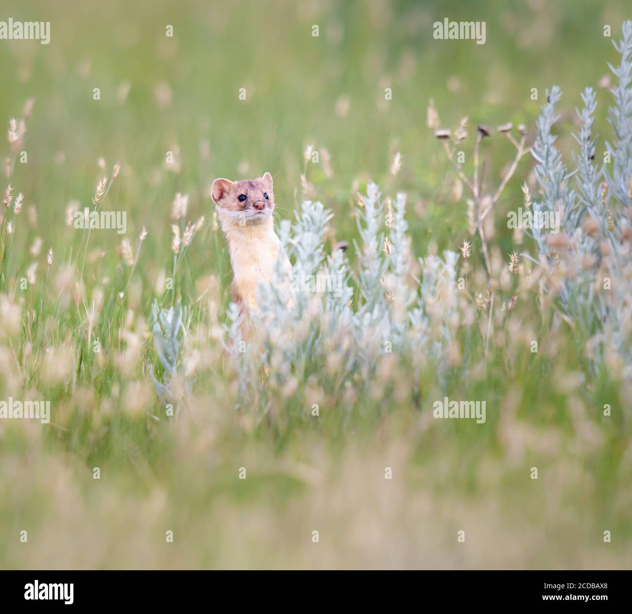 Lange tailed Weasel Stockfoto