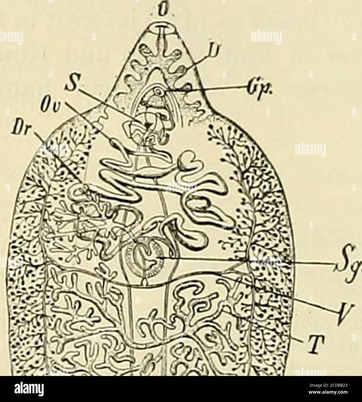 . Die Praxis der Medizin; ein Lehrbuch für Praktiker und Studenten, mit besonderem Bezug auf Diagnose und Behandlung . une Bevorzugungen, sie sind im Wasser hinterlegt. Hier entwickelt sich der Embryo und entweicht durch theoperculum, schwimmt herum als das freie miracidium, bis es Eingang zu den Geweben einer Schnecke (irgendeine Form von Limnwa) gewinnen kann, in der die Sporozyste isformiert und die rediae (ein halbes Dutzend oder mehr) entwickeln; Diese treten aus der Elternzyste hervor und wandern weiter in das Gewebe der Schnecke. 196 INF EC no US DISEA SES jeweils wieder in eine Reihe von Cercarise eintauchen und aufteilen Stockfoto