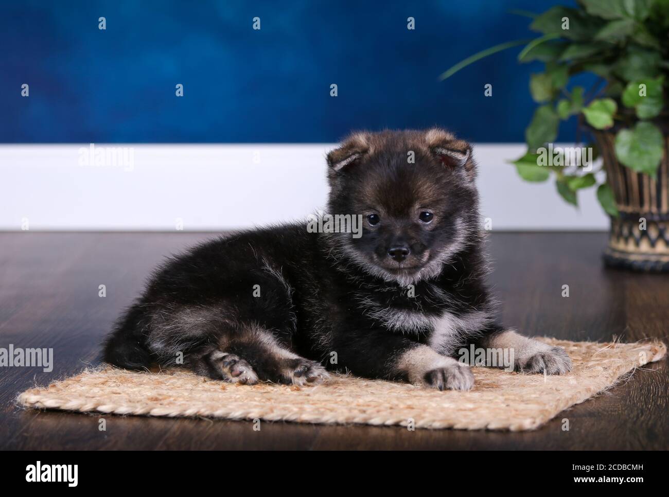 Pomsky Welpe in einem blauen Raum mit einem Quastendecke Stockfoto