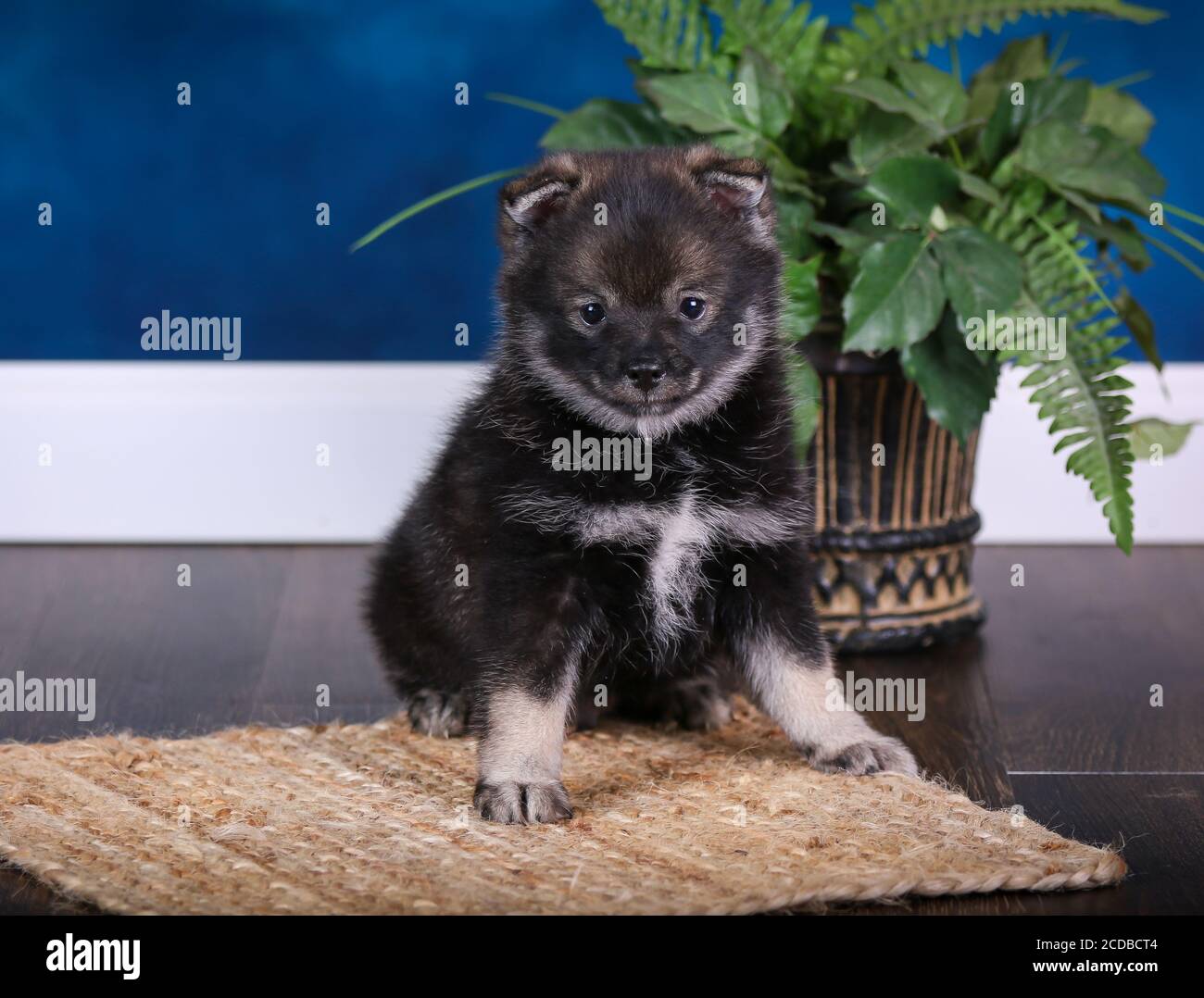 Pomsky Welpe in einem blauen Raum mit einem Quastendecke Stockfoto