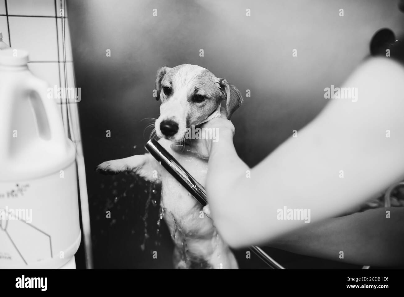 Pflege von Hunden und Kleintieren im Pflegesalon. Stockfoto