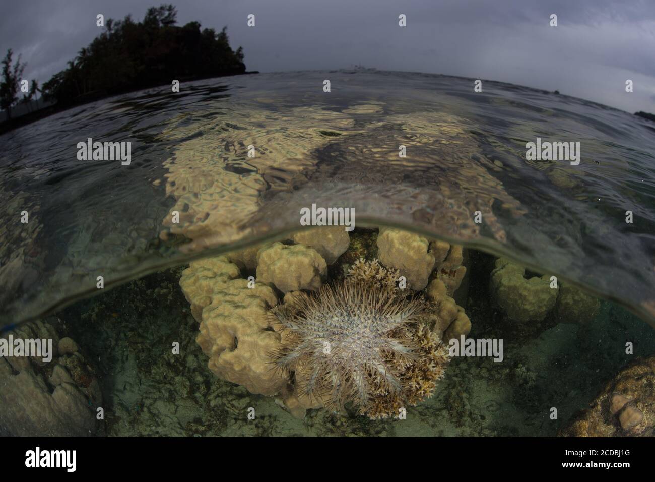 Ein Kronenstern, Acanthaster planci, ernährt sich von lebenden Korallen auf einem flachen Korallenriff in Palau. COTS können potenziell ganze Riffe zerstören. Stockfoto