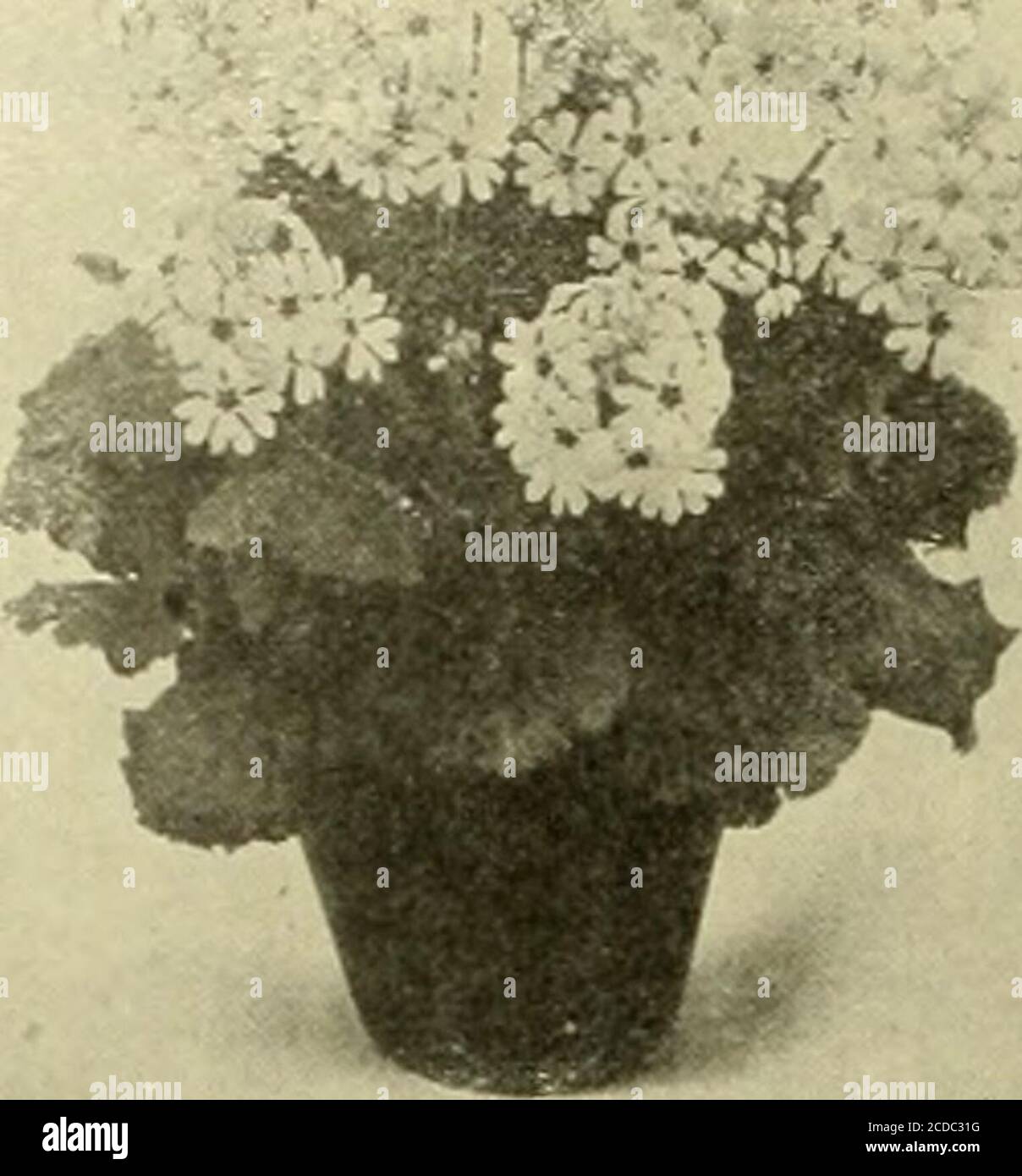 . Der Floristen-Austausch : ein wöchentliches Austauschmedium für Floristen, Baumschulen, Sämlinge und den Handel im Allgemeinen . tmostothers PALMEN. Unter den gegenwärtigen Bedingungen sind nur American Grown Palms verfügbar, und die Aussichten sind, dass es sev-eral Jahre sein wird, bevor der Palmenmarkt wieder normal wird. Wir empfehlen unseren Kunden, jetzt Bestellungen aufzugeben. Latania borbonica, 3-Zoll-Töpfe, Vervfine, SIO.OO pro 100. Jeder Phoenix canariensis, 6-Zoll-Töpfe, 50c. Livistonia altissima, 3-Zoll-Töpfe, 20c. Chamserops excelsa, 6-Zoll-Töpfe, 50c. HIBISKUS. Drei Sorten, PeachBlow, Single Pinli, Single Lachs. Extra quaUty Stockfoto