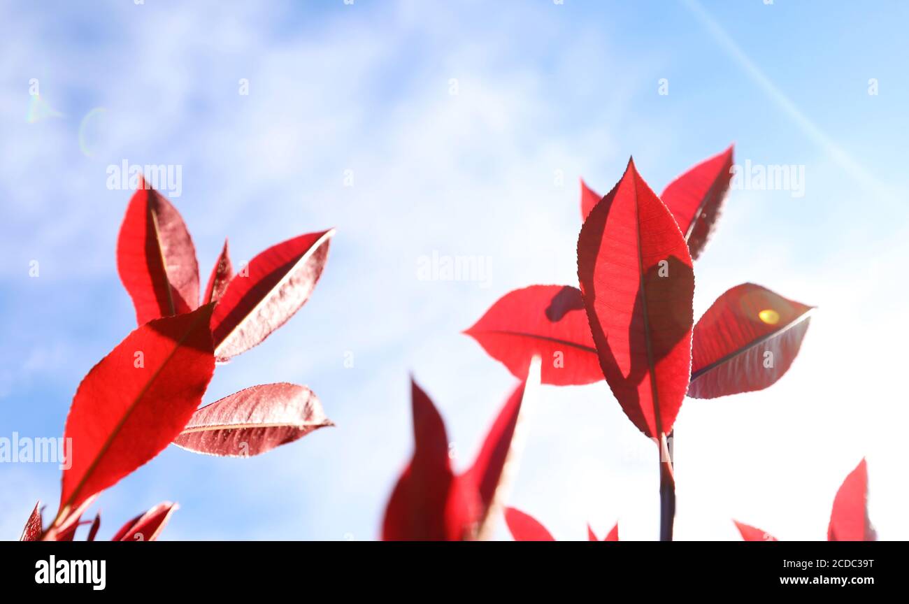 Schöne Nahaufnahme von atemberaubenden zarten eleganten knackig roten neuen Wachstum Fotinienbaum Blätter mit Hintergrundbeleuchtung Sonnenlicht, die durch den grünen Vordergrund. Stockfoto