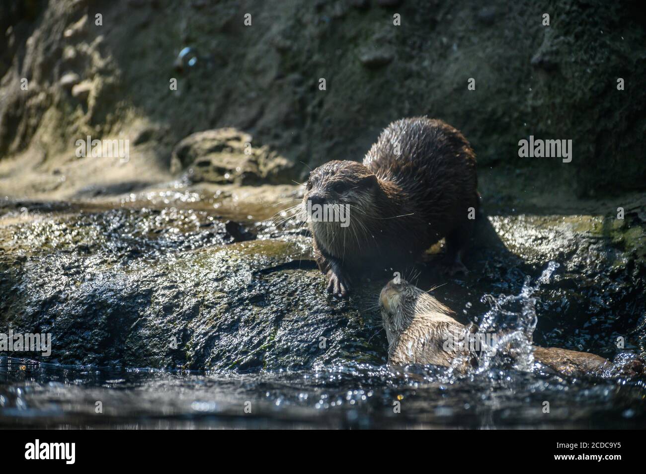 Süße Biber im Taronga Zoo an einem sonnigen Sommernachmittag Stockfoto