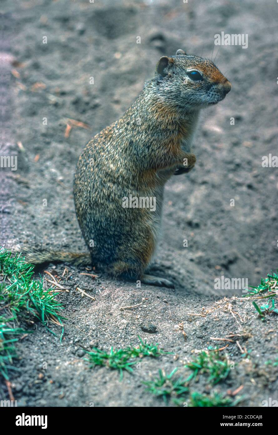 Uinta Ground Squirrel (Urocitellus armatus), früher (Citellus armatus), in der Nähe des Baus, Wyoming USA . Aus original Kodachrome 64 Transparenz. Stockfoto