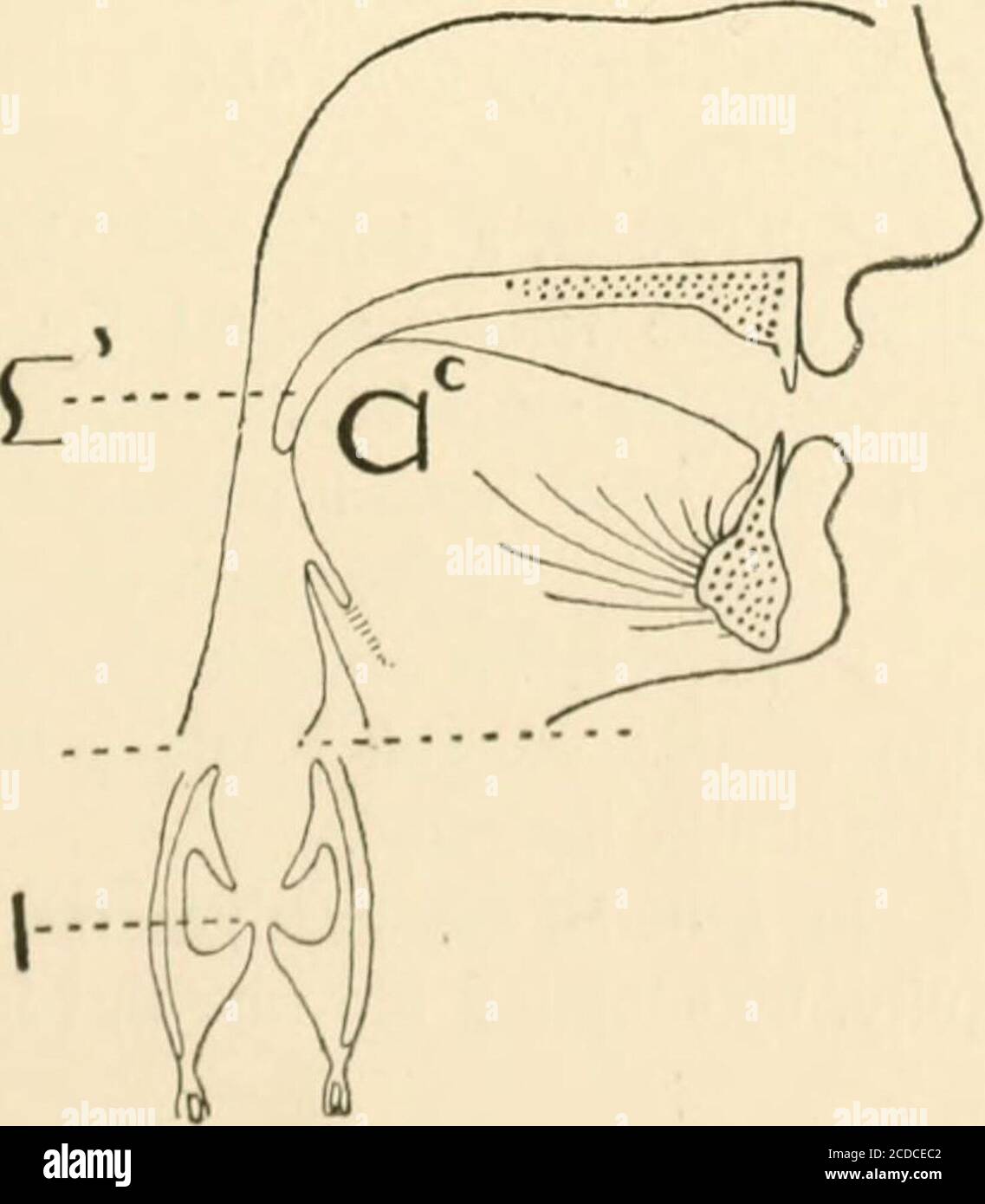 . Vorträge über den Mechanismus der Rede . Abb. 9. Position für N. i + CDO+^ce Abb. 10. Position für NG.. 46 aktives Organ (a), um einen Charader zu bilden; und das passive Organ (b) erscheint als diakritisches Zeichen. Um den Mechanismus von Sprachklängen mit Akku-racy auszudrücken, sind so viele Symbole erforderlich, wie es elementare Stellungen gibt, die dargestellt werden müssen. Daher klingen viele wie der Vokal oo (Abb. 6), benötigen mindestens drei Positionssymbole, um ihre Formation auszudrücken.(Siehe auch Positionen für iii, n und iig; Abb. 8, 9, 10.) Diese Methode der Symbolisierung, wenn auch bewundernswert für die pur-Posen von sien Stockfoto