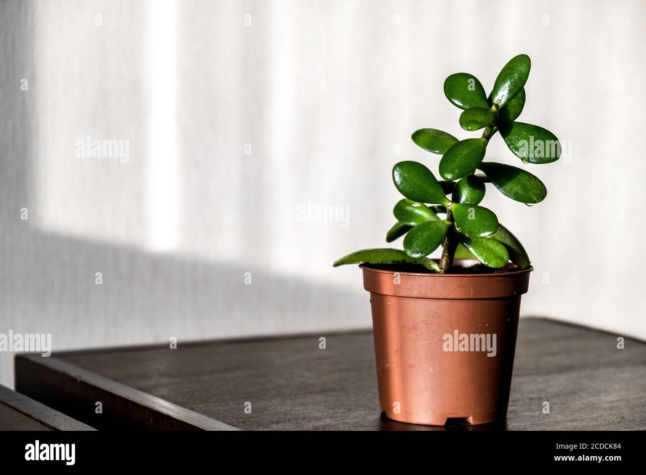 Eine grüne Crassula-Blume im Innenbereich, die vom Morgenlicht erleuchtet wird. Gartenarbeit für zu Hause. Botanische und minimalistische Einrichtung mit Pflanzen. Nahaufnahme. Leerzeichen für Text Stockfoto