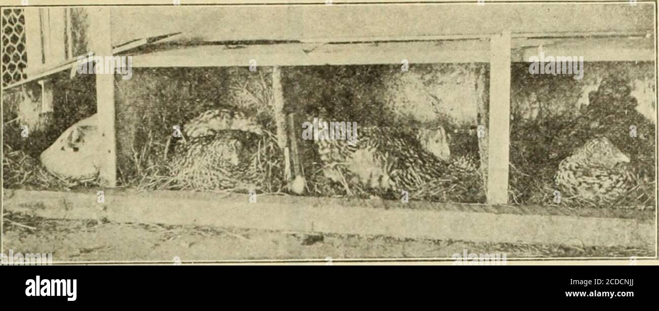 . Die Farm-Geflügel . NEWBARGAINBOOK FREIE Mäntel halb na muchas gemeinsame cliirkcn Netting.•UStimoaualunir. Kein tnp oder /&gt;. ,t zerrissene l-arrls n.-i-ca! -Big No. 91-2 Drähte Unterstützung I Trowa Geflügelzaun Verwenden Sie halb so viele Beiträge Drähte Abstand 1 Zoll auseinander-Küken eng und Rabbita sowie Vorrat Ttrong und ruat Beweis. Doppelt galvanisiert. Verkauft direkt ab Werk, frachtPrepaid. Writ.- für Geld sparen Baigain Buch snhowing l & Osrylesof Lync(alle Arten und Größen Geflügelmühlen und Schneider, frei.Bestellen oder schreiben, WILSON BROS,. Abt. V 89, Easton, Fa.. STRENG AUF DIE GESCHÄFTE zu BEACHTEN: Blue Orpingtons. HERAUSGEBER F. Stockfoto