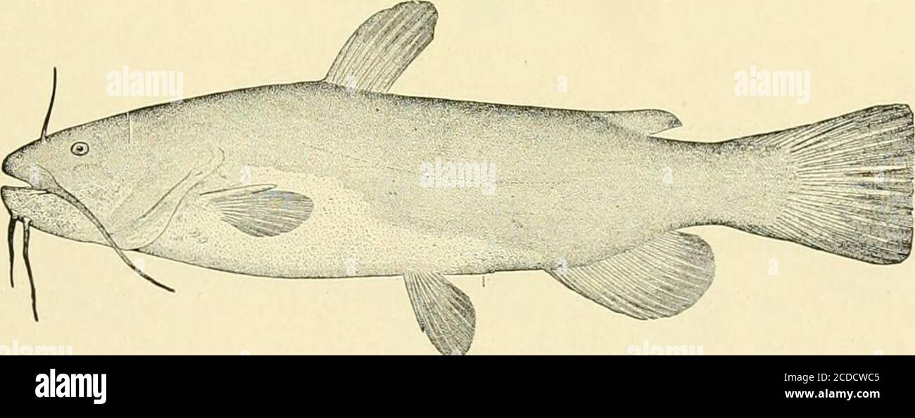 . Die Lebensmittel und Wildfische von New York: . Amiiints dckayi ]!ean, Fische Penna., 15, pi. 18, Abb. 24, 1893. AI/hii/ri/s VIT/gans Jordan IT Evkkmanx, Bull. 47, U. S. Nat. MUS., T, 140, 1S96. TLIC Langkieferwelse wird in der Tlic Region der Großen Seen und westlich nach Manitoba gefunden. Es wird angenommen, dass er sehr nahe mit dem gewöhnlichen Wels, A. nebulosiis, verwandt ist, aber sein vorstehender Unterkiefer wird dazu dienen, ihn zu unterscheiden. Dieser Charakter, aber wir wissen, durch Erfahrung ist nicht so zufriedenstellend, wie es sein könnte. Die Art erreicht die Länge von 18 Zoll und das Gewicht von 4 Pfund. Es wird gelegentlich in der O genommen Stockfoto