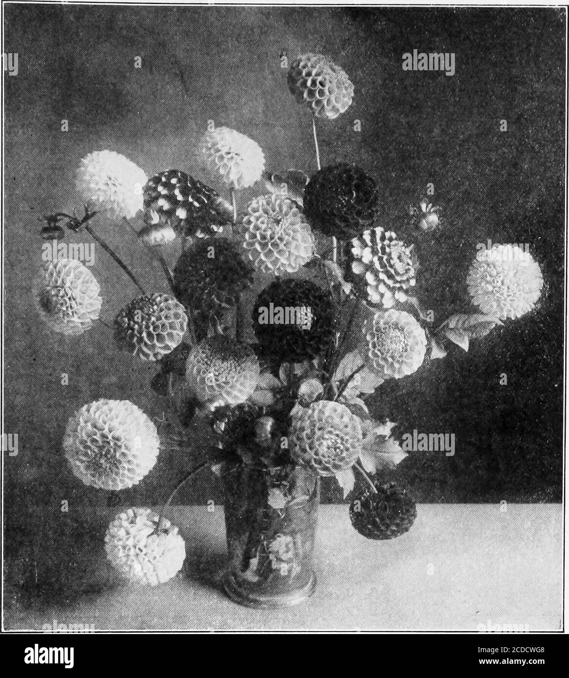 . Die Dahlia; eine praktische Abhandlung über seine Gewohnheiten, Eigenschaften, Anbau und Geschichte . n. Belle von Springfield – sehr klein; zartes Rot, manchmal weiß. Bob: Gelb, scharlachrot mit Rand. Catherine: Klares kanarisches Gelb. Fröhlichkeit Altes Gold, getipptes Karmesin. Clarissa – Palme Primrose. Crusoe – Weiß, stark kantig rosa. Gänseblümchen – angenehmer Farbton von Bernstein-Lachs. Elfin – Weiches, cremiges Weiß. Feenkönigin – Gelbe, kantige Rose. Girlie – rosafarbige Malve. Glow – sehr fein; reiche Koralle. Leitstern – reinweiß, geriffelte Blütenblätter. Hedwig Pollig – sehr ausgeprägt; Rottöne, Weiß mit Spitze. Helen Lambert – klares Gelb. Klein Dom Stockfoto