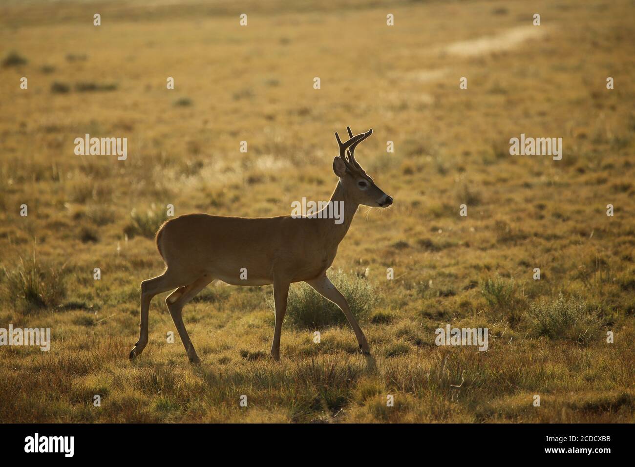Weißschwanzhirsch-Buck, der über die Prärie läuft Stockfoto