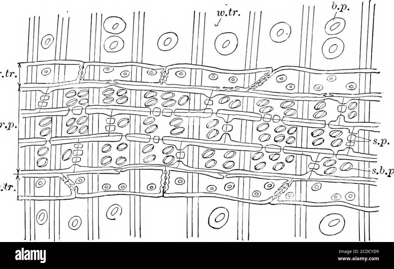 . Identifizierung der wirtschaftlichen Wälder der Vereinigten Staaten, einschließlich einer Diskussion über die strukturellen und physikalischen Eigenschaften von Holz . Pseudotsuga) sind mehrseriat. Thelatter, wegen ihrer Form wie auf tangentialen Abschnitt gesehen, sind fusiforme Strahlen (Abb. L 196, S. 9) In Woody Dicotyledons gibt es mehr Variation in den Strahlen.in einigen Fällen (z.B. JEsculus [Platte VI, Abb. 6], Salix, Populus)Es sind nur geringe uniseriate Strahlen vorhanden. Am anderen Extremfall ist Quercus (Platte III, Abb. 1), wo die größten Strahlen sind von 25 bis 26 WIRTSCHAFTSHÖLZER DER VEREINIGTEN STAATEN 75 Zellen breit und mehrere hundert hoch. Stockfoto