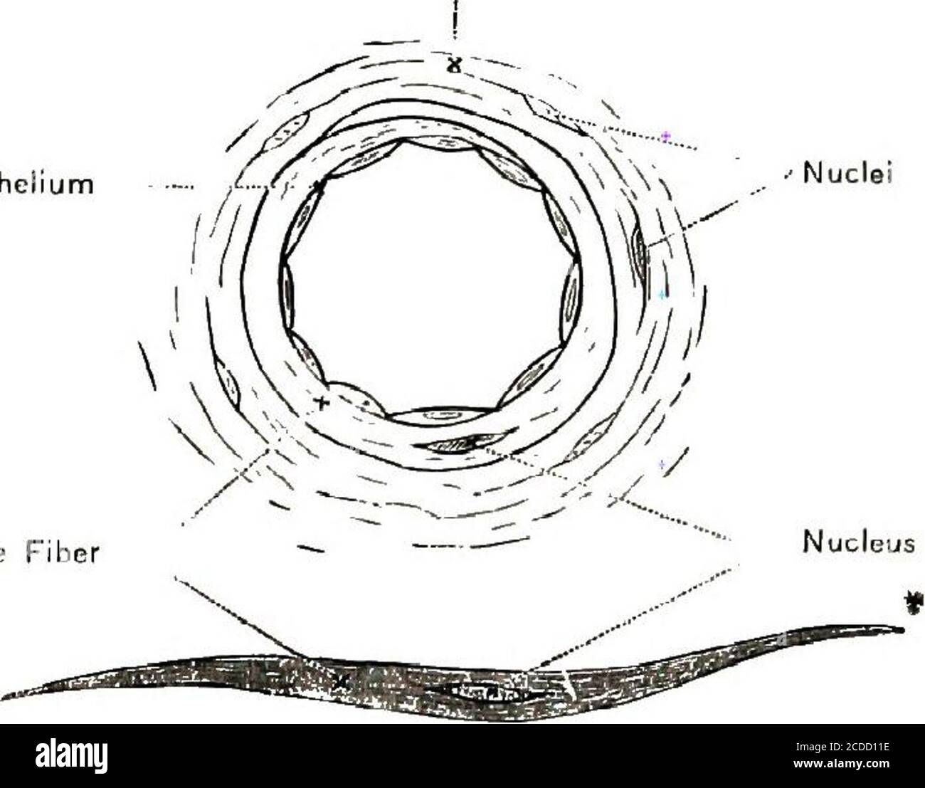 . Physiologie, experimentelle und deskriptive . Isolierte Fasern Fasern Verbunden Abb. 24. Glatte (nicht gestreift) Muskuläre Fasern von der Blase. WIRKUNG VON SOLL ARTERIEN. 77 Dies wird durch die mittelgrossen Arterien geregelt, die zu den Teilen führen. In den Wänden der kleinen und mittelgroßen Arte-ries befinden sich Muskelfasern anderer Art als die des Keletons. Diese Fasern sind spindelförmig, wie in Abb. 24,und haben keine Kreuzmarkierungen der Fasern der Skelettmuskulatur; sie werden daher als nicht-gestreift, glattes Bindegewebsendothel bezeichnet. Muskelfasern Abb. 25. Einfacher Muskel F Stockfoto