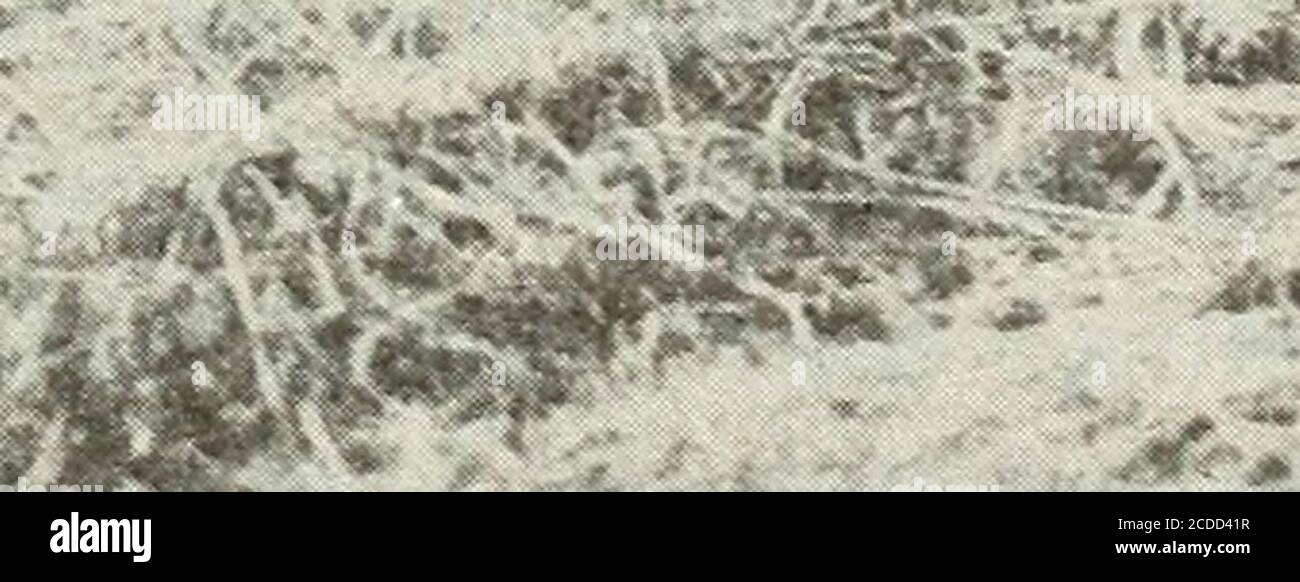 . Böden des südlichen New Jersey und ihre Verwendung . Abb. 6. – Ernte timothy Heu auf zurückgewonnenen Gezeiten Sumpf, in der Nähe von Woodbury, N. J. Situationen wünschenswert für bestimmte Formen der Orcharding. Im Osten Monmouth County solche Gebiete auftreten mit Bodenbedingungen otherwisefavorable zur Landwirtschaft. Einige der feinsten Obstgärten in der Region befinden sich auf diesen hügeligen und hügeligen Landschaften. In anderen Fällen, wo das Land zu gebrochen ist oder Gefahr durch zerstörerische Erosion istoo groß, das Land ist entweder im Wald oder als Weiden besetzt. Eine zweite Klasse von Ländereien innerhalb der dominanten landwirtschaftlichen Region, die entkommen ist Stockfoto