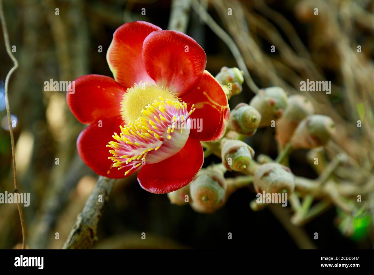 Nahaufnahme von Shorea Robusta Blumen oder Sala Flora auf dem Baum, Cannonball Baum, Couroupita guianensis. Stockfoto