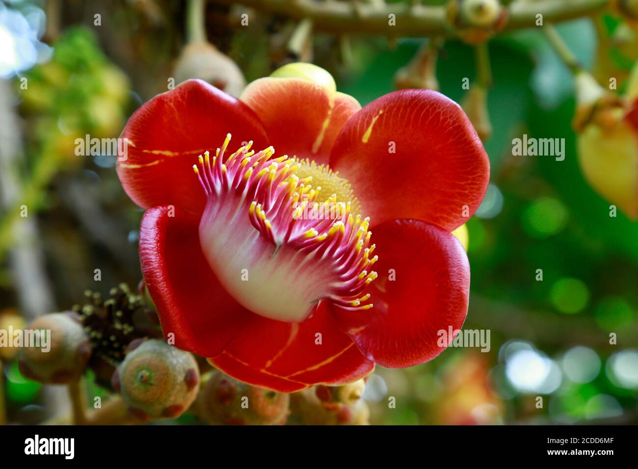 Nahaufnahme von Shorea Robusta Blumen oder Sala Flora auf dem Baum, Cannonball Baum, Couroupita guianensis. Stockfoto