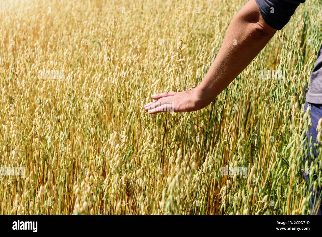 Die Hand des Bauern berührt die Ohren des Roggenoats. Grüne Ähren mit Körnern von Getreide Roggen Weizen Hafer Stockfoto